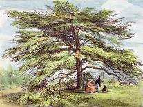 The Lebanon Cedar Tree in the Arboretum, Kew Gardens, Plate 21-George Ernest Papendiek-Giclee Print
