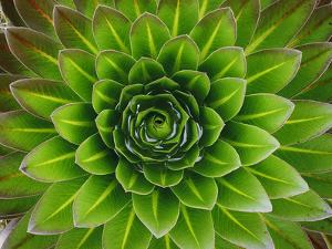 A Giant Lobelia Plant by George F^ Mobley