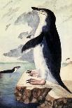 Chinstrap or Bearded Penguin, Pygoscelis Antarctica-George Forster-Framed Giclee Print