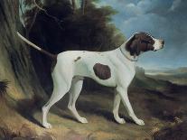 Portrait of a Liver and White Pointer-George Garrard-Giclee Print
