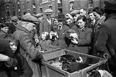 Bethnal Green Wast London Street Pet Market 1946-George Greenwell-Photographic Print
