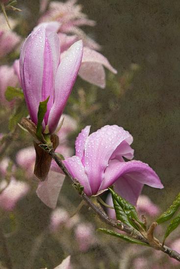Photo, , large