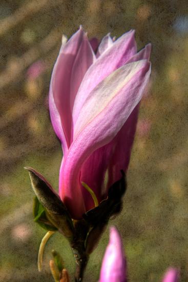 Photo, , large