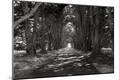 Photographic Print