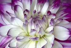 Purple and White Dahlia-George Johnson-Photographic Print