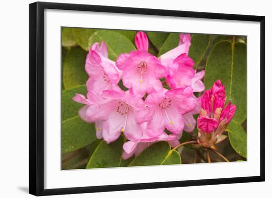 Photo, , large