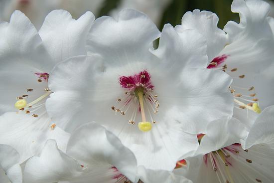 Photo, , large