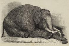 The Dead Elephant at the Gardens of the Zoological Society, Regent'S-Park-George Landseer-Framed Giclee Print