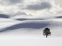 Lodgepole Pine in Snow-George Lepp-Photographic Print
