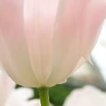 Pink Tulip Close-Up-George Lepp-Photographic Print