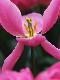 Premium Photographic Print