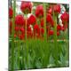 Premium Photographic Print
