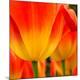 Premium Photographic Print
