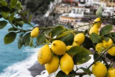 Amalfi Coast Citrus Fruit, Positano, Italy-George Oze-Photographic Print