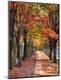 Photographic Print