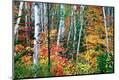 Premium Photographic Print