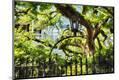 Photographic Print