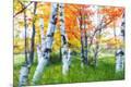 Photographic Print