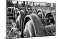 Photographic Print