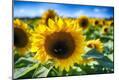 Photographic Print