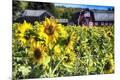 Premium Photographic Print