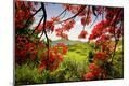 Photographic Print