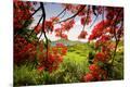 Photographic Print