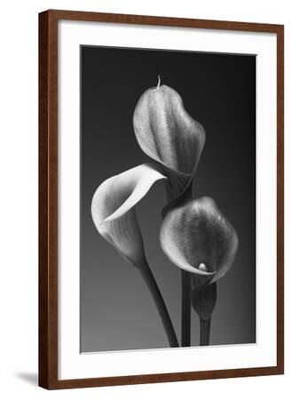 Plage calla lily ビスチェgray 新品 34 Three Pink Calla Lilies' Photographic Print - George Oze | Art.com