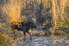 Moose (Alces alces) bull portrait,  Baxter State Park, Maine, USA.-George Sanker-Photographic Print