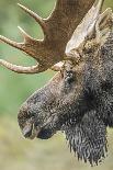 Moose (Alces alces) bull portrait,  Baxter State Park, Maine, USA.-George Sanker-Photographic Print