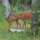White-tailed deer doe with fawn in woodland, USA-George Sanker-Photographic Print