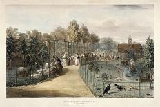 Giraffes at the Zoological Gardens, Regent's Park, Marylebone, London, 1836-George Scharf-Giclee Print