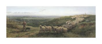 Extensive Landscape with a Shepherd and his Flock of Sheep, Surrey-George Shalders-Giclee Print