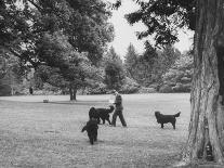 US Attorney General Robert Kennedy Reading a Book While Walking Across the Lawn with His Three Dogs-George Silk-Premium Photographic Print
