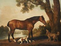 Bay Horse and White Dog-George Stubbs-Art Print