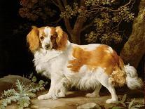A Liver and White King Charles Spaniel in a Wooded Landscape, 1776-George Stubbs-Giclee Print