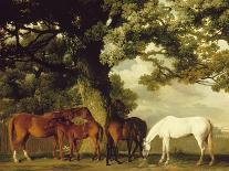 Bay Horse and White Dog-George Stubbs-Art Print