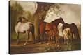 Stretched Canvas Print