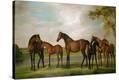 Stretched Canvas Print