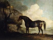 Sweetwilliam', a Bay Racehorse, in a Paddock-George Stubbs-Giclee Print