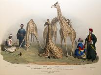 The Giraffes with the Arabs, 1836-George The Elder Scharf-Giclee Print
