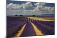 Premium Photographic Print