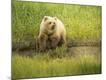 Premium Photographic Print