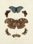 Butterflies II-George Wolfgang Knorr-Art Print