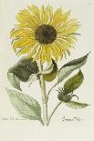 Hand Coloured Engraving of a Sunflower-George Wolfgang Knorr-Giclee Print