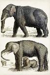 Journal of Natural History IX-Georges Cuvier-Art Print