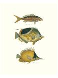 Tropical Fish I-Georges Cuvier-Premium Giclee Print