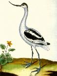 Histoire Naturelle Des Oiseaux - Le Courly Rouge-Georges-Louis Buffon-Giclee Print