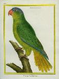 Black-Lored Parrot-Georges-Louis Buffon-Giclee Print