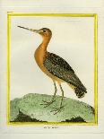 Marbled Godwit-Georges-Louis Buffon-Giclee Print